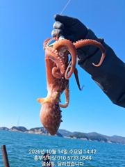 [통영] (문어)14일 조황 원도권 키로~중량급 이만큼 홍부장피싱(15일… 사진