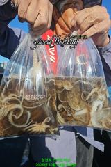 [사천] 14일 왕주꾸미 조황(낼 선수모집)