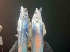 [통영] 은빛나래피싱 대마골 초대박. 엄청난 씨알. 폭풍입질 도끼입질. …