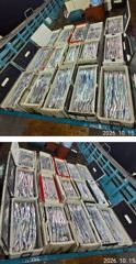 먼바다 왕갈치 10월15일 목요일 조황