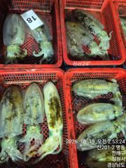 무늬오징어 씨알 좋타 ᆢ10분 조황 ᆢ 토요일 일요일 아침 쭈꾸미 갑니다 ᆢ