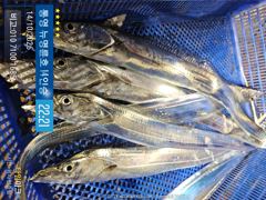 ＜＜통영 뉴명륜호 14인승＞＞ 大치들 골라담아~~ 大갈치 포인트 공략!!! (기상좋은 월요일부터 예약가능)