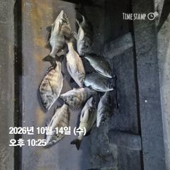 [마산] 돔앤돔호 오늘조황 입니다..많이 많이~~