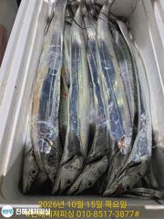 내만칼치ㅡ마트용 씨알급으로 퍽퍽퍽 손맛좋고 쿨러가득(금.일.예약가능)