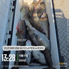 임원항드래곤호 왕대구 조황입니다