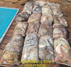 10/15 군산나래호(킹덤) 주간문어 14분 조황 20일 1자리 여유 22일 자리 여유있습니다