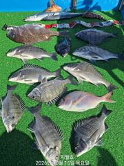 (지월호) 완도 싸이즈좋은 감성돔