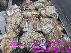 [먹물조황] 10/15 쭈꾸미 갑오징어 조황