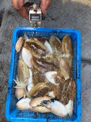 10월 15일 갑오징어
