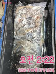 10/15 한치 & 갈치 조황