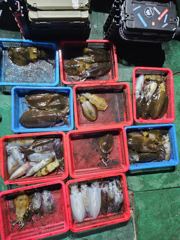 [경주] 10/15(목) 야간 무늬오징어 조과(금,토~ 모집)