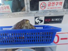 "여밭돌문어" 1400g1200g1000g외 개인 2자리수들로 마릿수 조황 좋아요^^