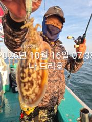 16일, 군산은 갑오징어 천국~날마다 이어지는 굵어진 갑돌이들~실시간~내일도 갑니다~군산낚시프라자 나드리호