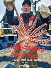 현재 돌문어 키로급들 쭉쭉 뽑고 있습니다 황금물때기간 월…
