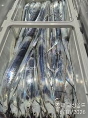 16일입항 먼바다왕갈치외줄 초반부터 줄타기만쿨쿨러조황 예약가능