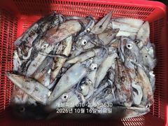 3지급 내만 갈치 대박 손맛 느나느나 조황 내일 자리여유많음