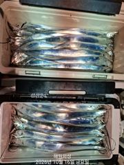 내만갈치 큰씨알 갈치가 줄줄이 쏟아집니다 오늘예약가능합니다