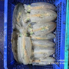[거제] (내만 팁런)무늬오징어 장원 28수 총 97수~스마일호(오늘 예…