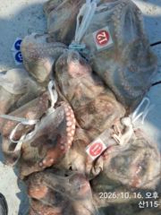 16일, 군산 왕문어 ~가을시즌에 낚이는 덩치급 왕문어~11분 조황~군산낚시프라자 스마트호