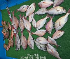 (지월호) 오늘 조황입니다
