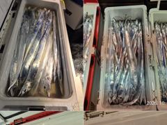 10.16 [경주] 중삼치 느나느나 중 대삼치 뽑기