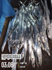 [통영] [팁런] k,k,완전 무시급들(오늘,출항확정,자리널널)