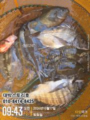 [통영] 감성돔어초흘림 ~(실시간) 4짜급감성돔,벵에,뺀찌 손맛좋습니다~