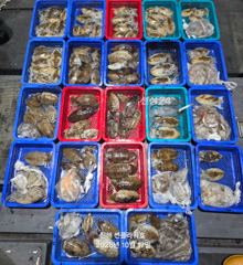 [진해] <야간갑오징어>토요일 예약중&<주간쭈꾸미>월,화,수~예약가능