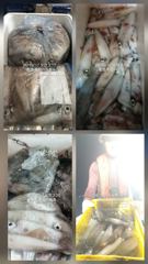 [통영] [통영 최강리드호] 초초초대박! 4지·5지 줄타기에 전원만쿨/1…
