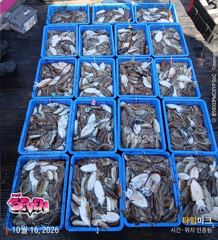 ◆ 깊은 수심에서 꾸준한 입질! ◆ 군산 뉴세븐호 10월 16일 주간 갑오징어 조황