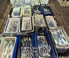 [진해] 15일,내만갈치,담배갑사이즈로,엄청나게 나옵니다.매일출항(일~예…