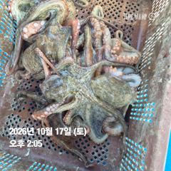 사천명덕호 쭈거미.돌문어.출조손님받습니다내일물때좋아요