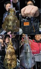 [진해] 팁런무늬!!사이즈 굿!!내일 일 정상출항 예약가능