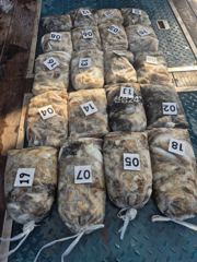 10/17일 군산아리랑호 쭈구미 망탱이 조황입니다