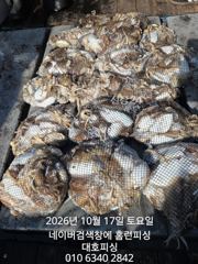 군산 대호피싱 10월17일 쭈꾸미 회사 동호회분 독배로 나왔습니다
