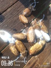 ((해림1호)) 내만.갈치.감성동.갑오징어~