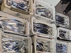 내만갈치 美친..씨알깡패! 대빵구리 퍽퍽퍽!(예약가능) 사진