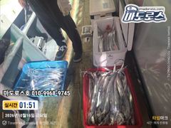 최근조황 좋고 월요일 부터 출항합니다 사진