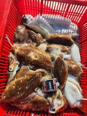 문꾸미들의 출연 안면도 쭈꾸미낚시