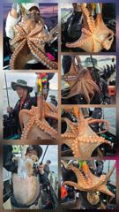 (여수문어) 실시간 300수오바⭐️쏟아지는⭐️조황 아직 11시 300수오바입니다~