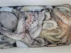 [진해] 돌문어 1700g1500g 대물들외 중치급 조황.. ( 화요일…