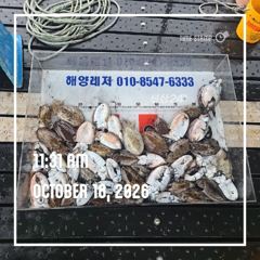 해양레저 갑오징어 마리수 대박 조황