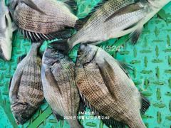 (FM 피싱호 ㅡ감성돔흘림)~낼(월요일)예약가능합니다