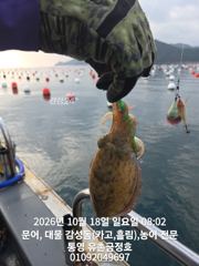 통영 금정호 종일문어 아침부터 키로문어 쫙쫙 잡습니다 내일부터 자리여유있습니다