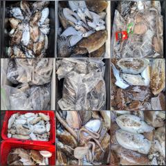 [갑오징어] 마검포 뉴정원호 10월 17일 조황 입니다