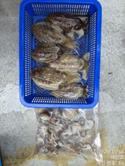[마산] 쭈꾸미 갑오징어 손맛 최신 조황 예약받습니다