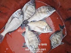 통영 형만레저 선외기 감성돔 문어.갑오징어.주꾸미 조황입니다
