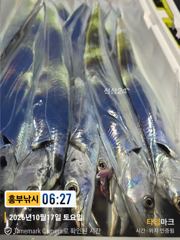 17일 입항박선장 1호 특대대박 조황