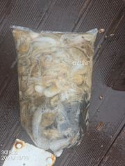 [사천] 10월19일 오전 주꾸미 다녀왔습니다~^^ 내일부터 주꾸미 자리…