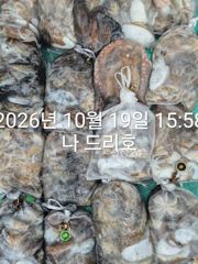 19일, 군산 갑오징어 ~날마다 확실한 조황~~망탱이 굿굿 조황~군산낚시프라자 나드리호
